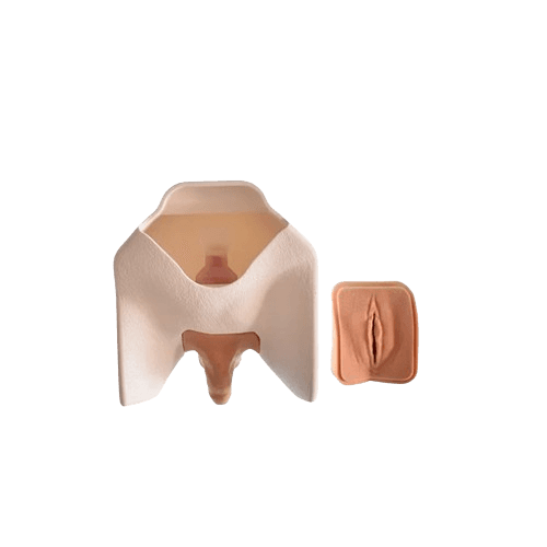 Catheterisation Trainer Catheterisation Trainer